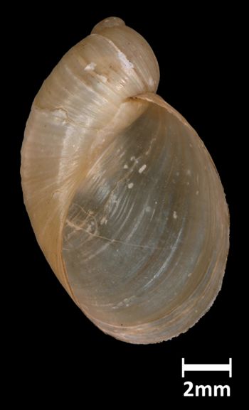 Media type: image;   Malacology 190646 Aspect: apertural